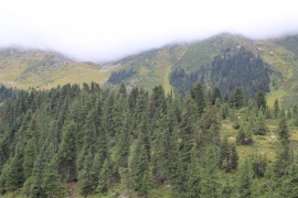 Spruce forests on the mountain slopes
