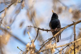 Focal length: 600 mm; shutter speed: 1/800; aperture f/6.3; ISO 1600