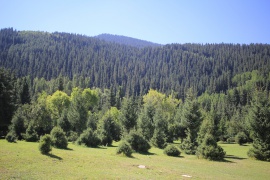 Dense spruce forests near the sanatorium