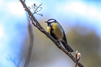 Focal length: 600 mm; shutter speed: 1/400; aperture f/6.3; ISO 1600