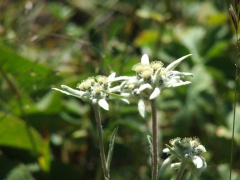 Edelweiss flower grows in Ala-Archa