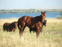 Grazing horses on the shore of the lake