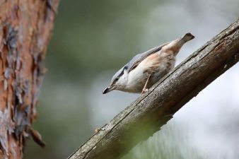 Focal length: 600 mm; shutter speed: 1/320; aperture f/6.3; ISO 1000